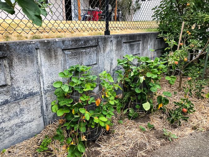 Plantas de morango dentro de um plantador de arame enrolado.