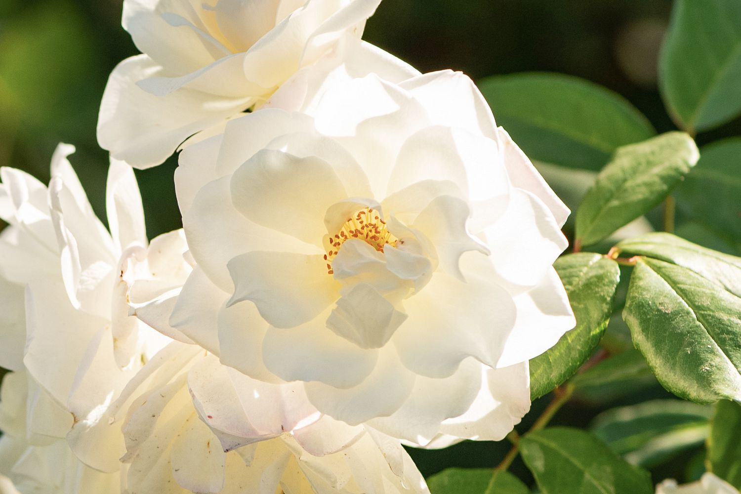 Rosa Cherokee com grandes flores brancas e rufos em close-up