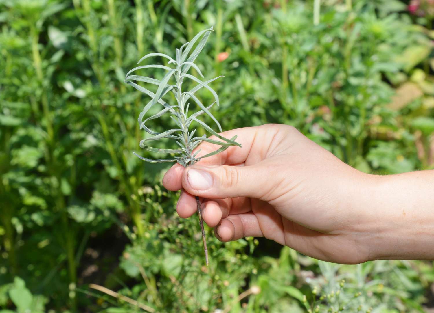 Cutting a healthy shoot for propagation