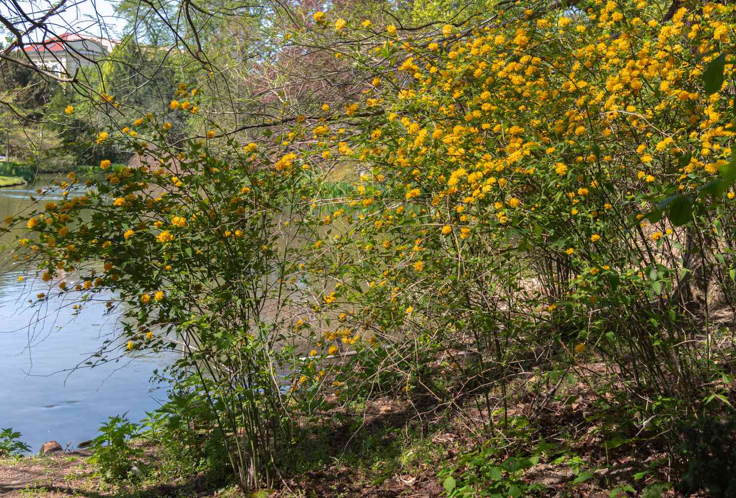Japanischer Rosenstrauch mit gelben Blüten, der an hohen Ästen neben einem See wächst