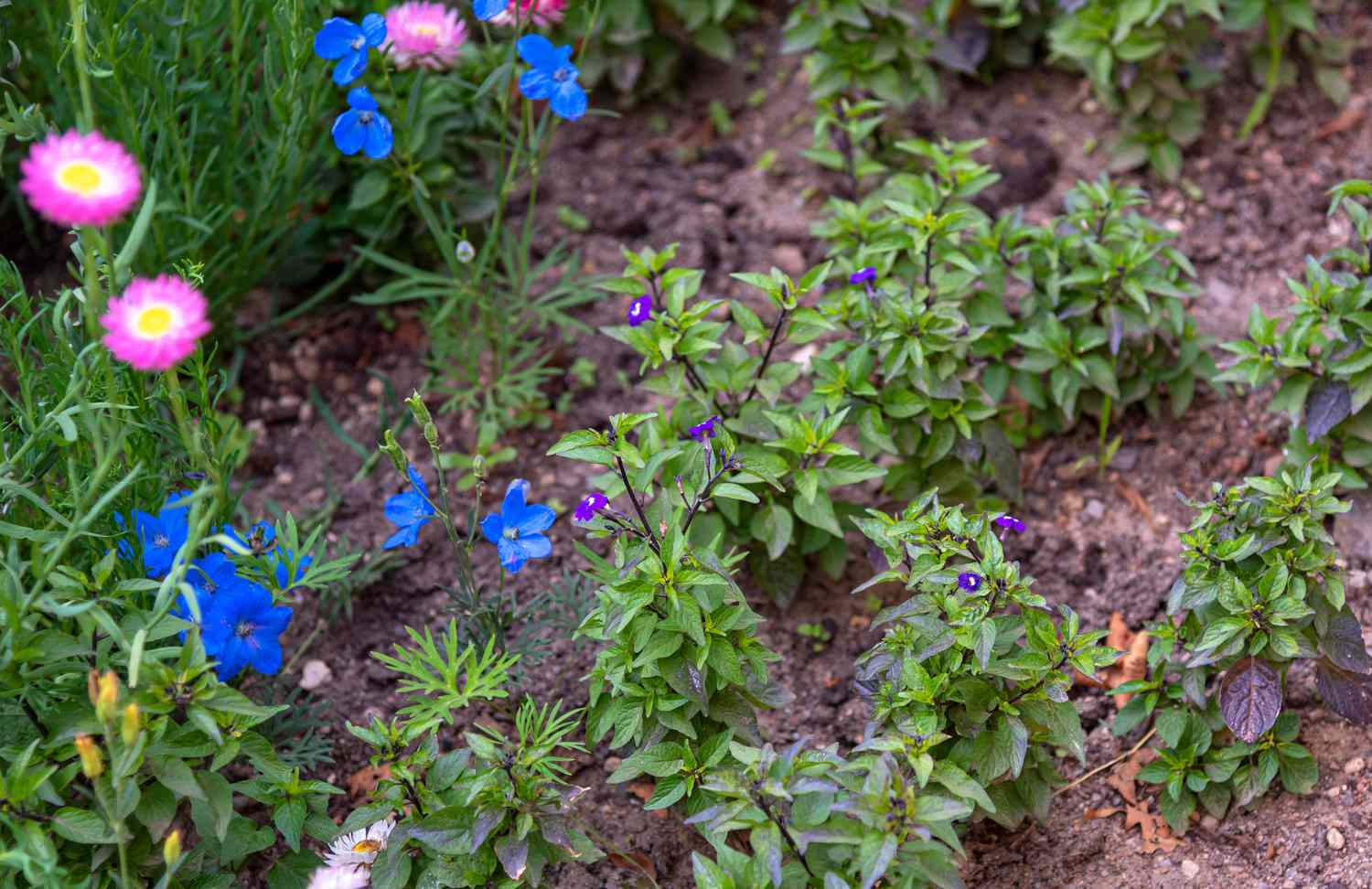 Browallia-Pflanze mit kleinen lilafarbenen Blüten an buschartigen Stängeln im Garten