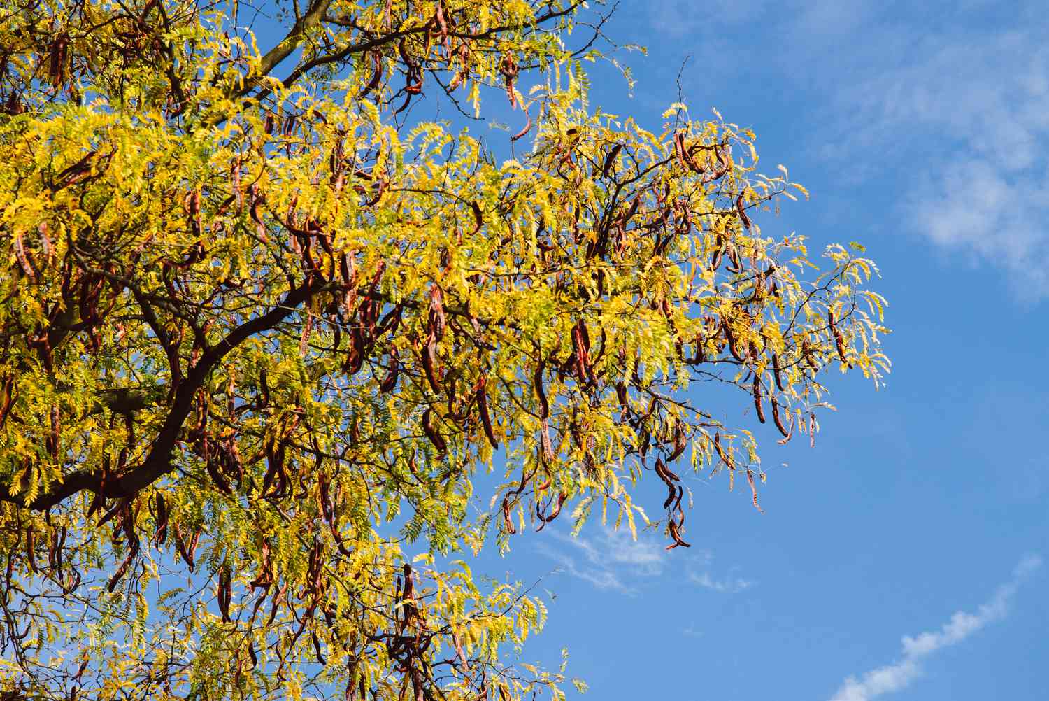 Heuschrecke im Herbst