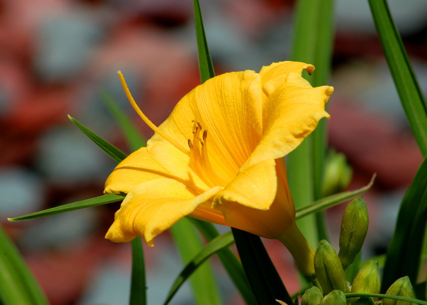 Stella de Oro flower.