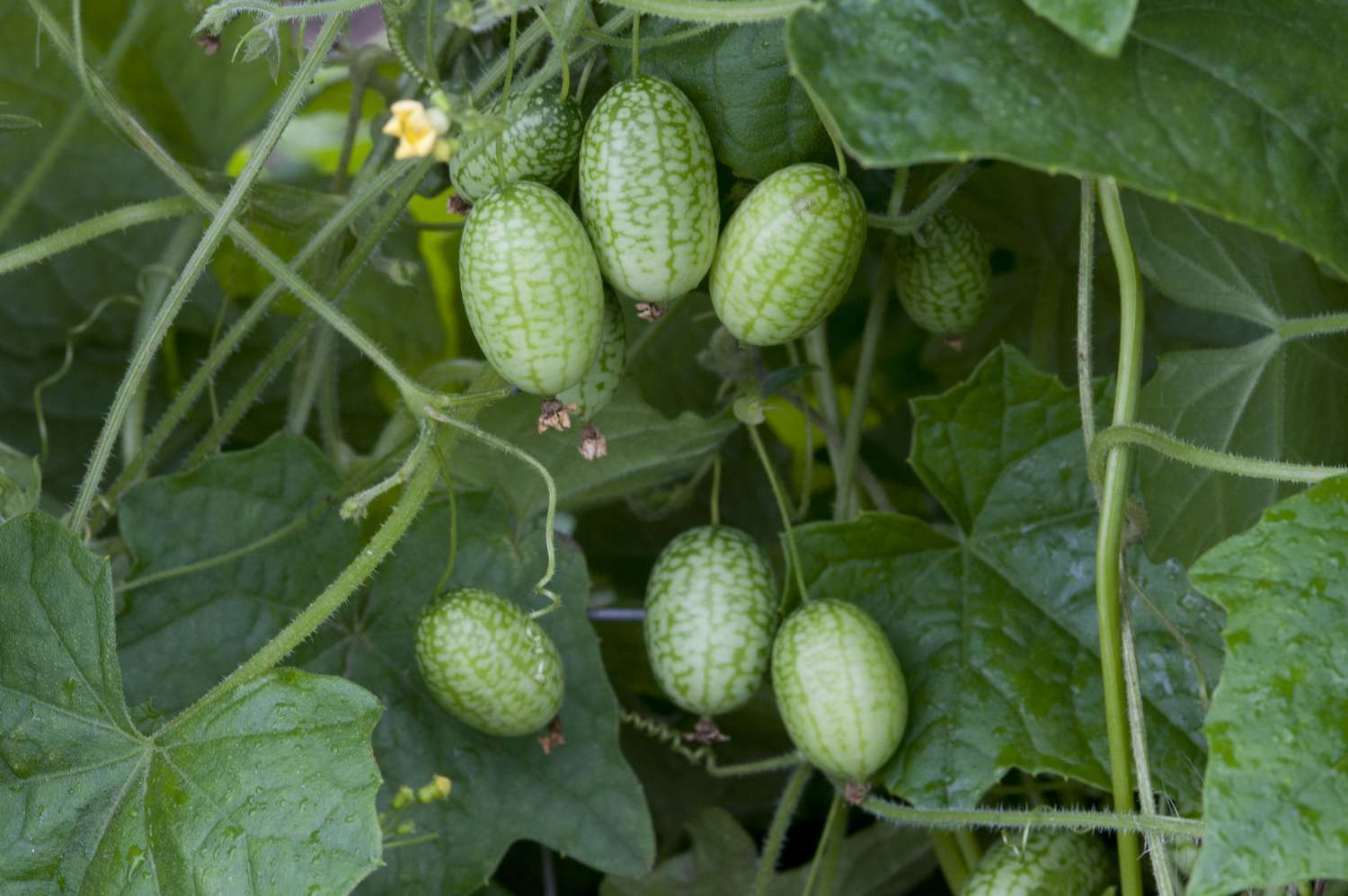 Cucamelons bereit zur Ernte