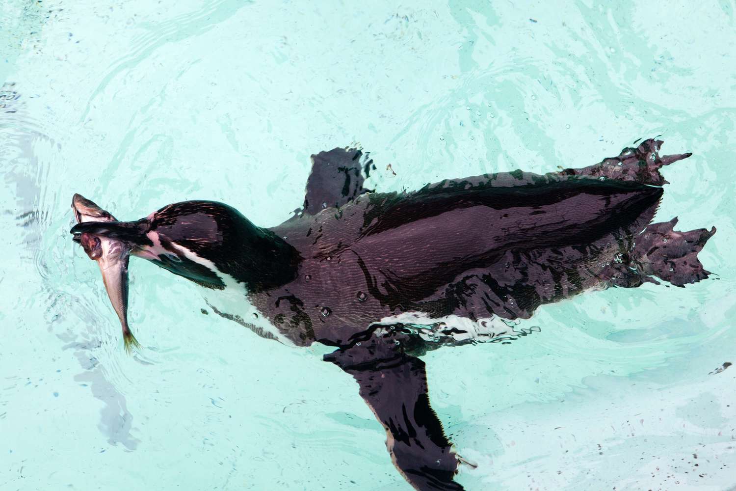 Penguin eating while swimming