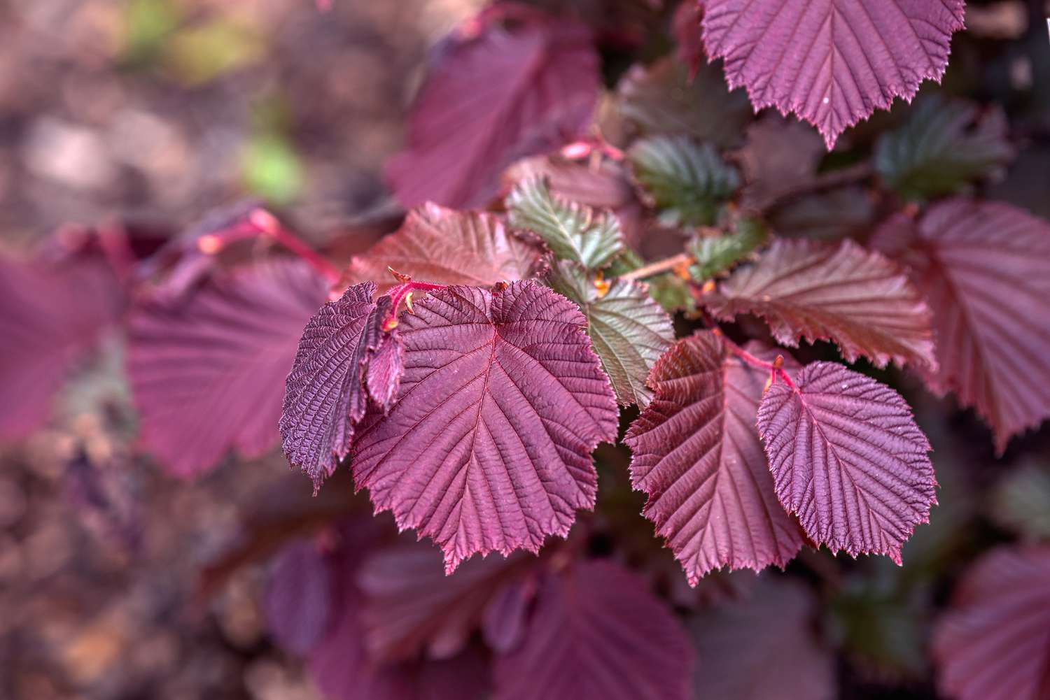 Corylus maxima 'Purpurea' Pflanze mit geäderten lila Blättern in Nahaufnahme