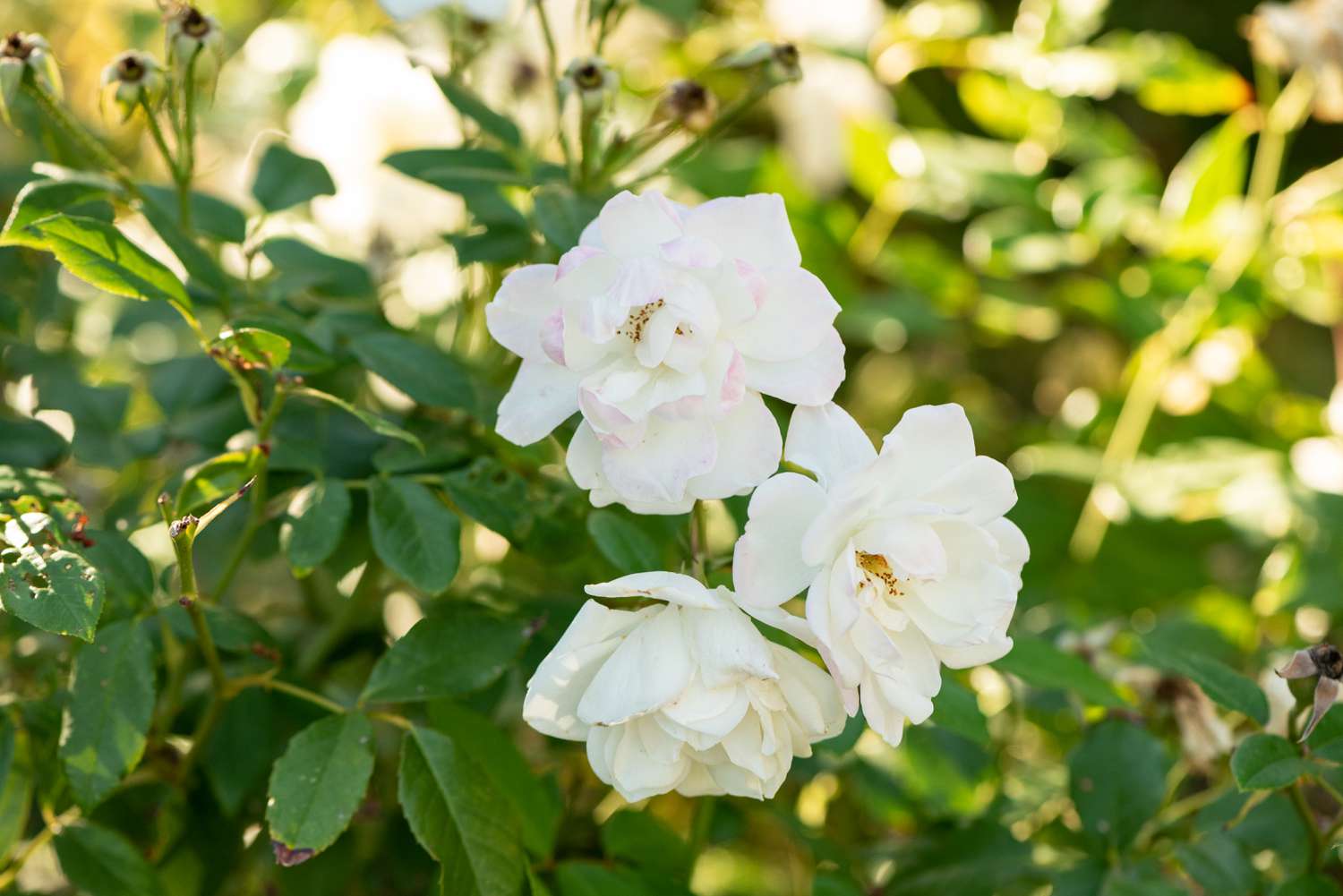 Roseira Cherokee com grandes flores brancas nos galhos