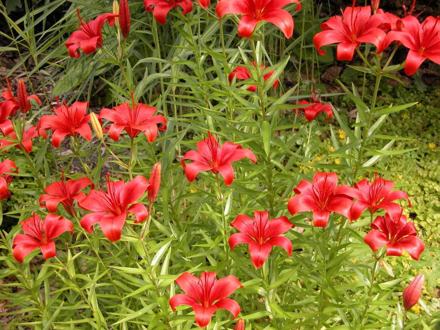 Rote, blühende Seerosen (Asiatische Lilie)