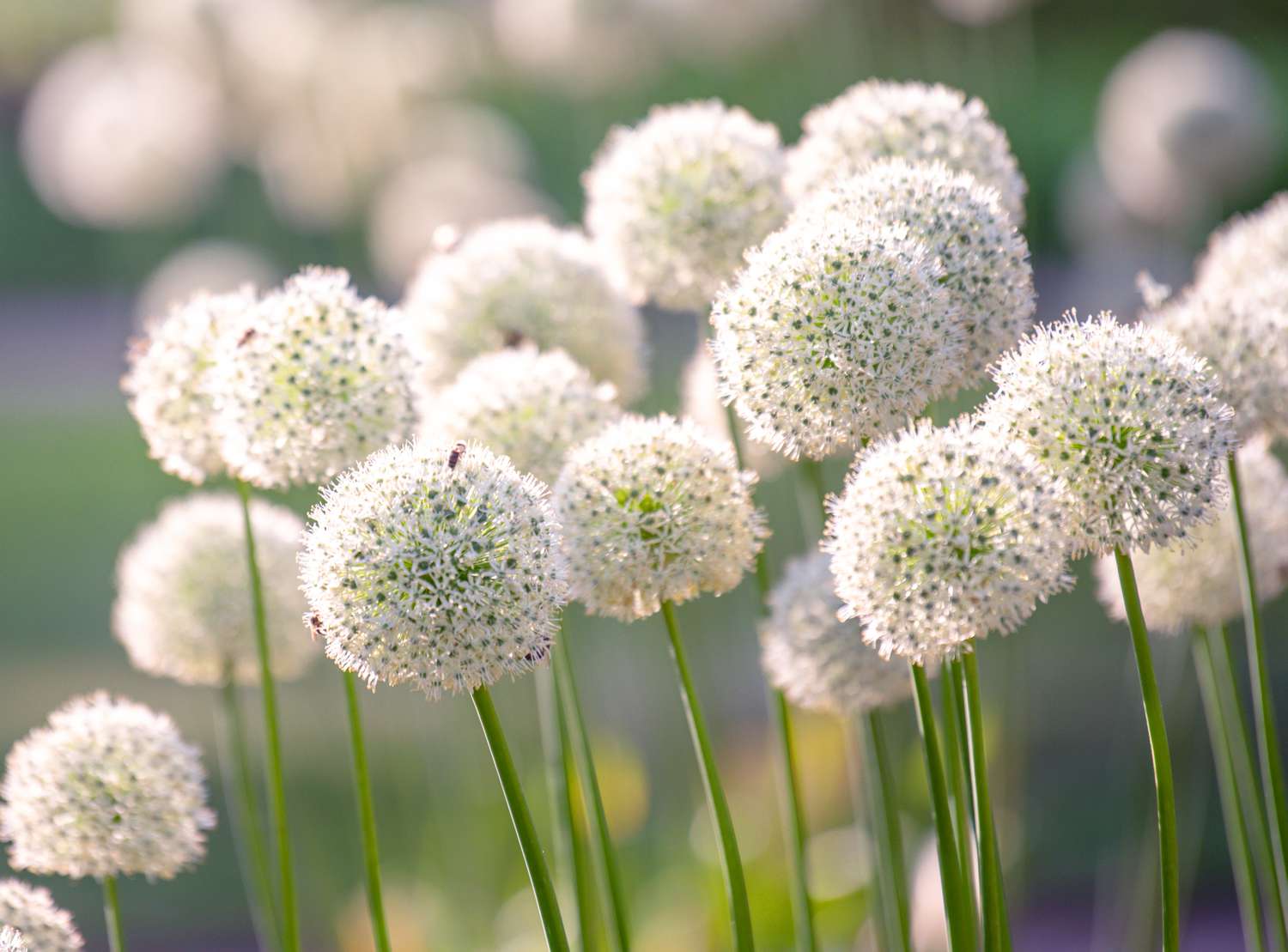Allium mit weißen kugelförmigen Blüten an hohen dünnen Stielen