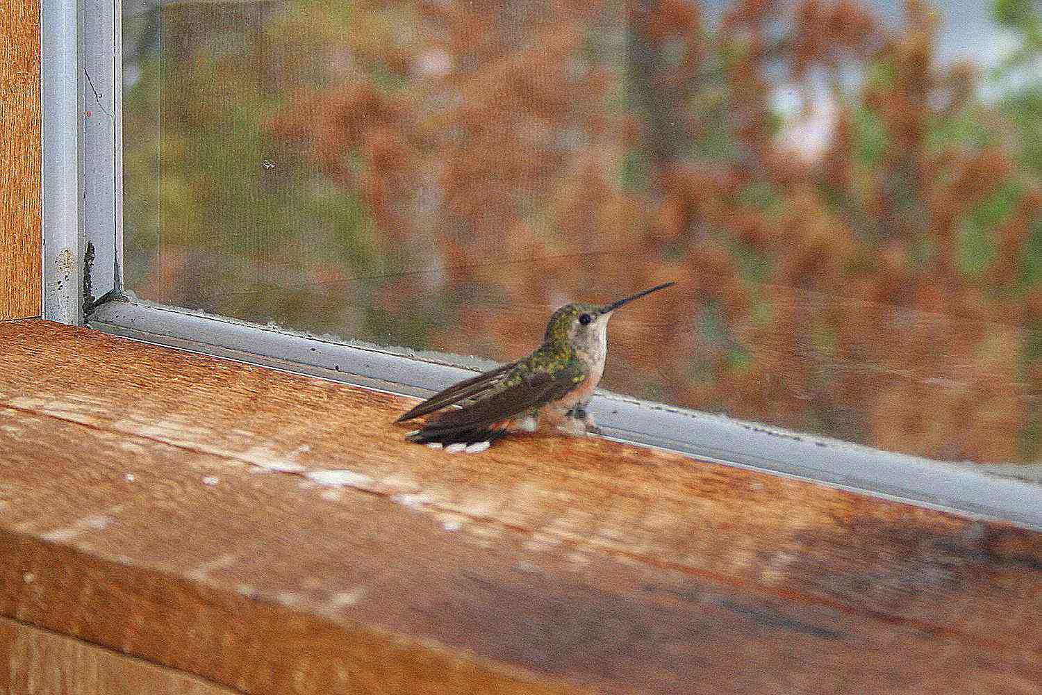 Kolibri gefangen in einem Haus