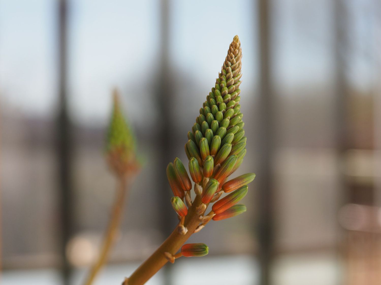 Nahaufnahme einer spiralförmigen Aloe (Aloe polyphylla), die kurz vor der Blüte steht. 