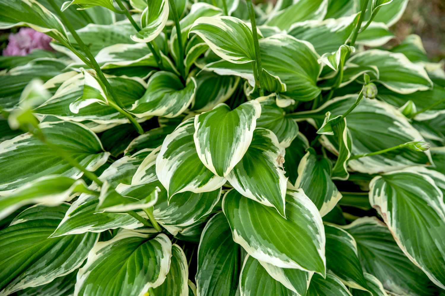 Planta de hostas da França com folhas verdes e brancas variegadas em forma de coração em close-up