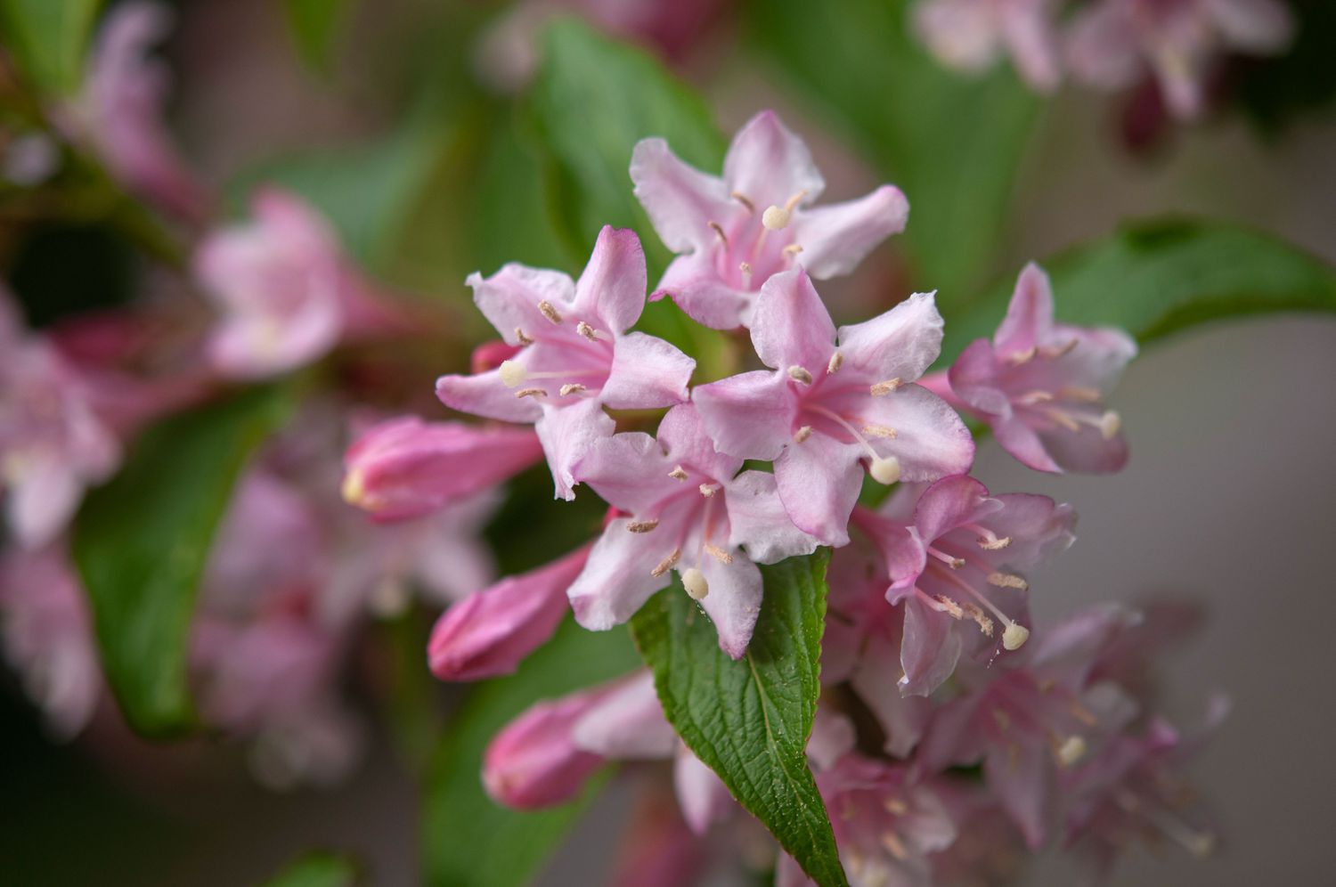 Arbusto Weigela