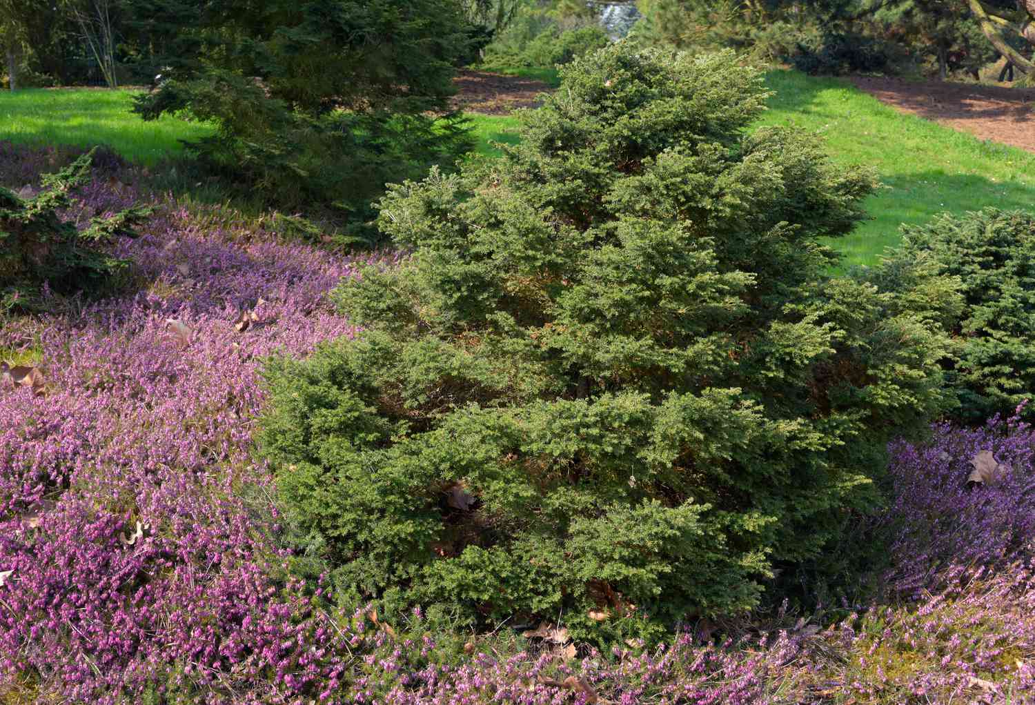 Kanadischer Hemlock-Zwergbaum umgeben von violettem Bodendecker im Sonnenlicht