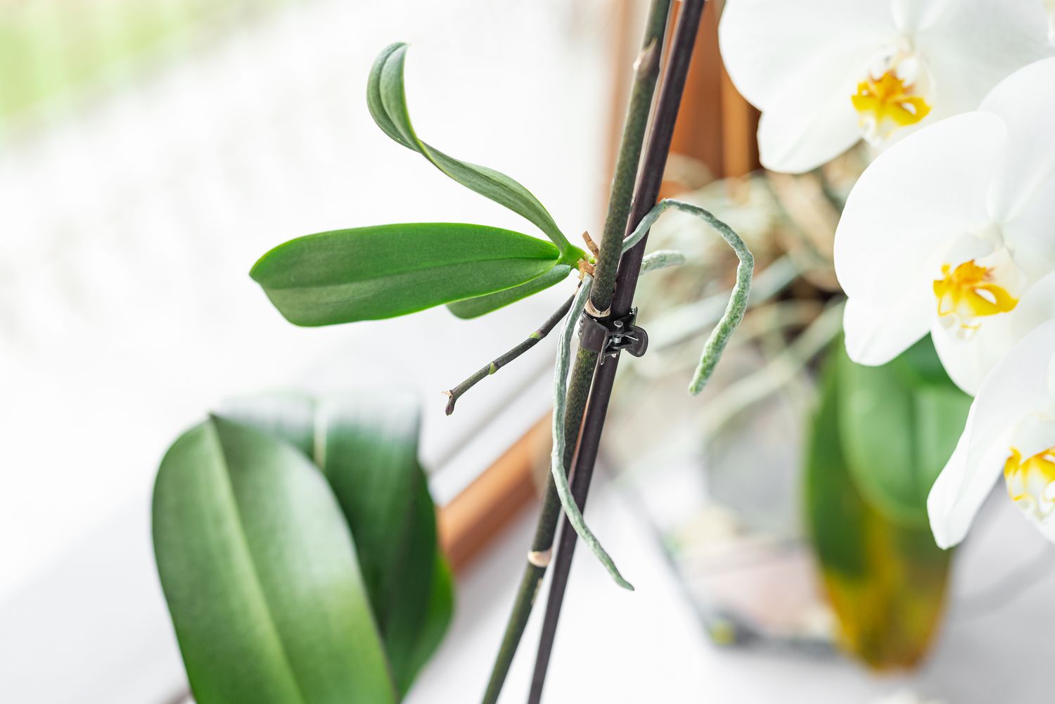 Keiki-Orchideenpflanze mit abgeschnittenen Wurzeln am Stock und weißen Blüten am Fenster