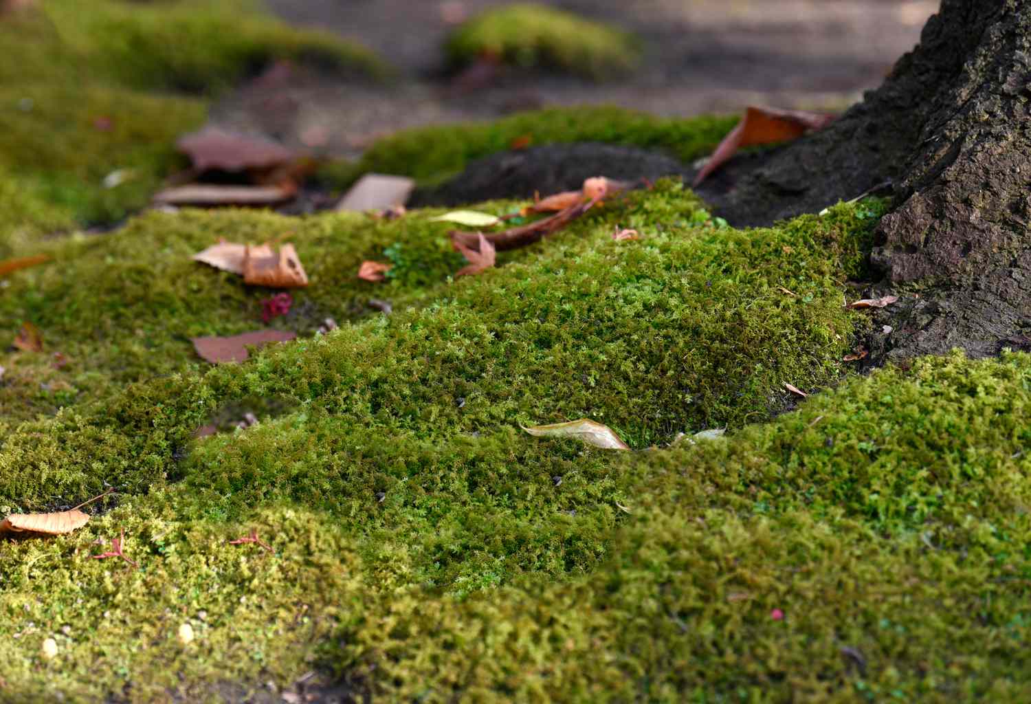 Mousse couvrant la base de l'arbre avec des feuilles éparses