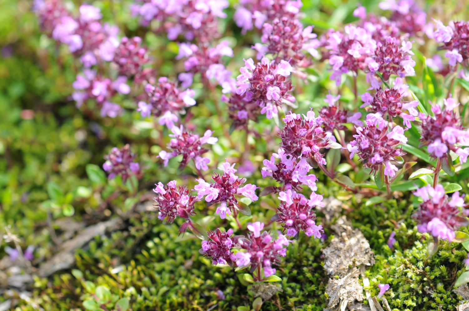 Wildthymianblüten