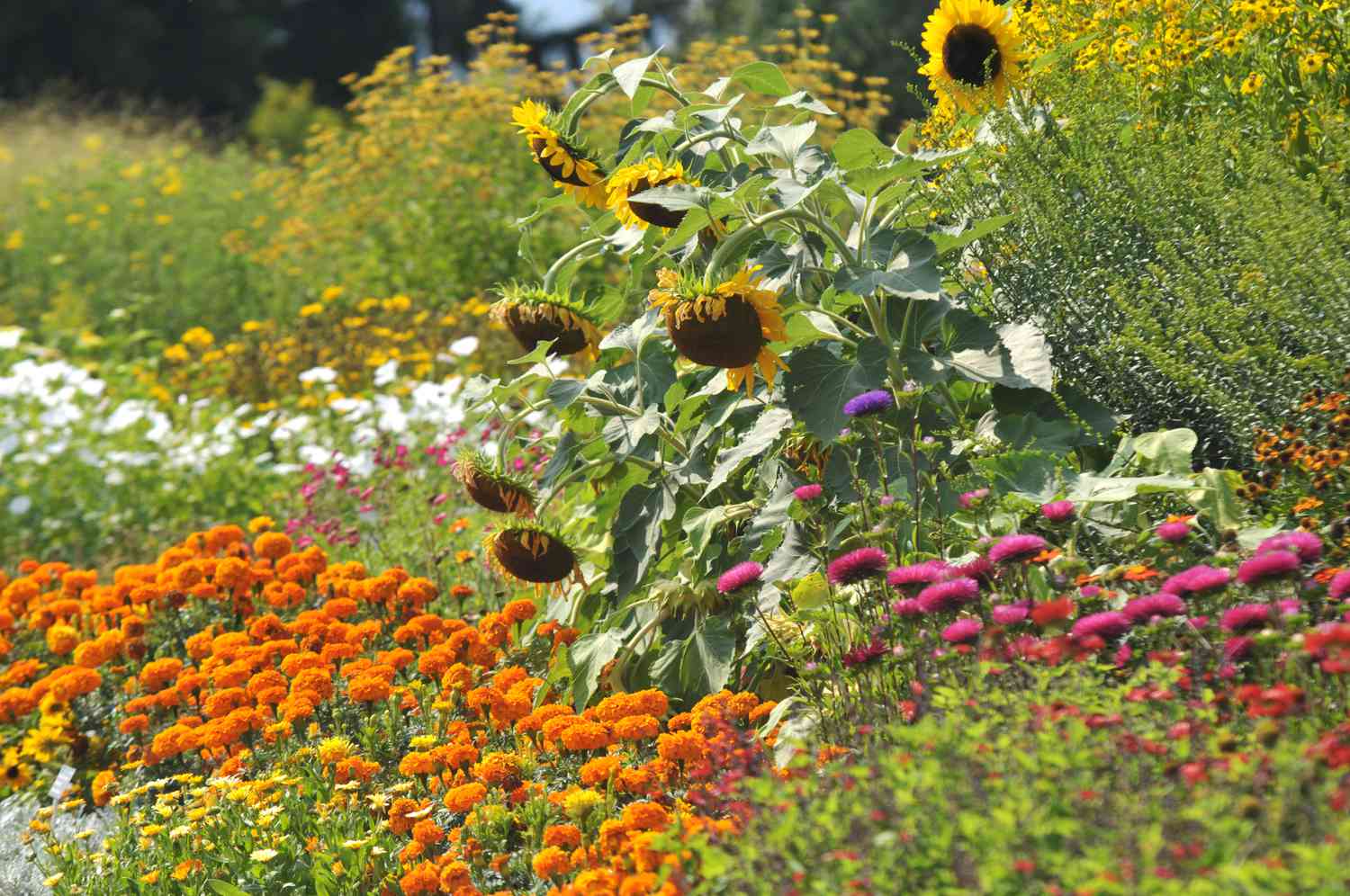 Blumenbeet mit einjährigen Pflanzen und Blumen