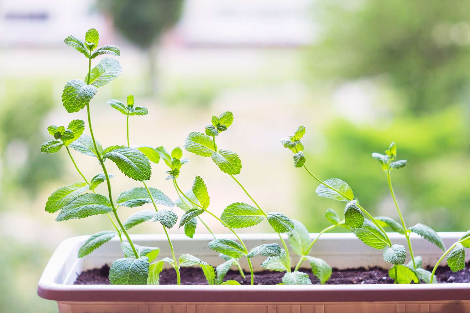 Fresh Mint Plant Potted