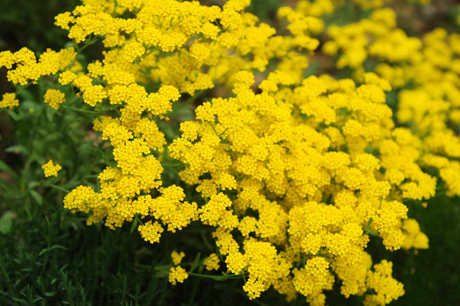 Flores amarillas de alyssum como cubresuelo a pleno sol