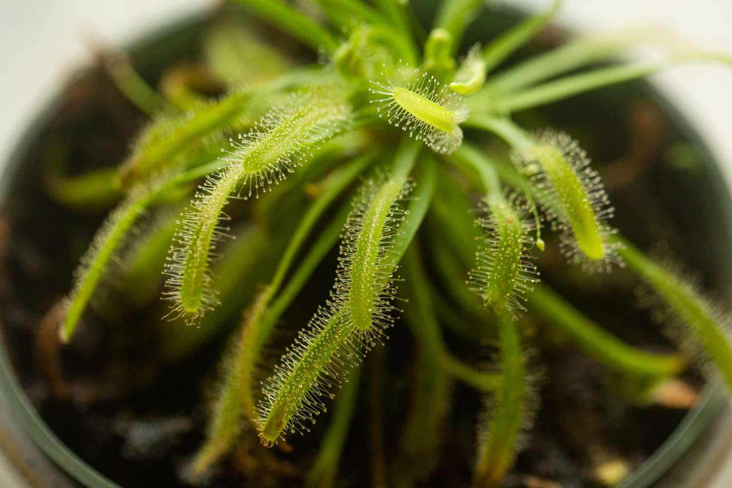 Sundew plant with tiny filaments on leaf stalk closeup