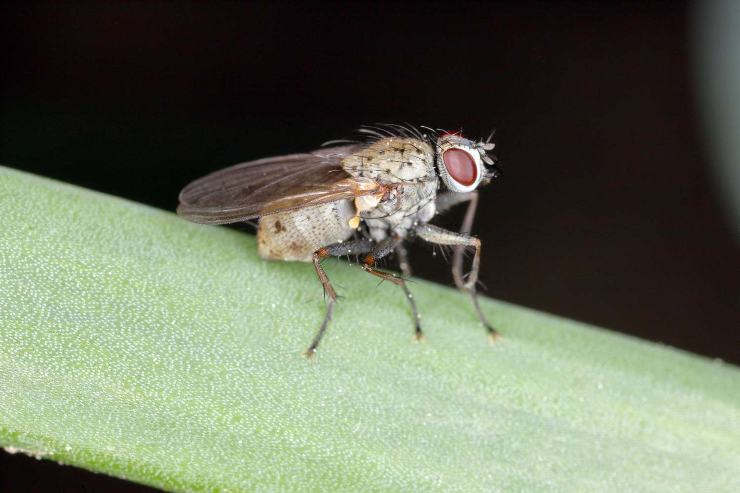 Adulte Fliege der Zwiebelwurzelmücke (Delia antiqua)