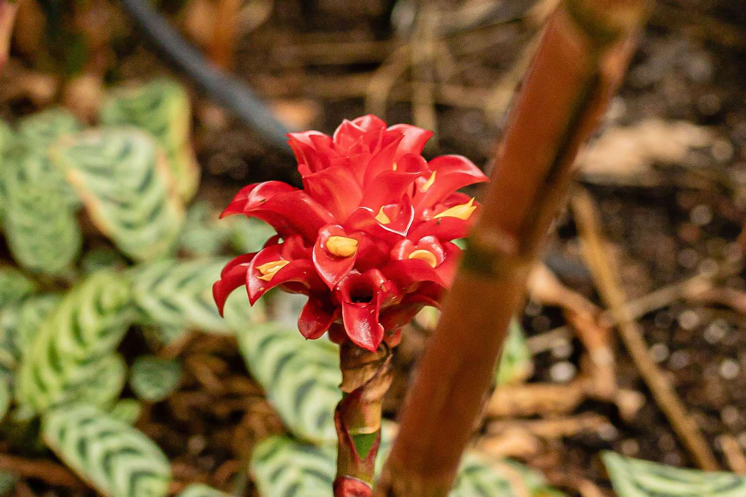 Plante de gingembre ananas avec bractées de fleurs rouges cireuses sur tige en forme de roseau closeup