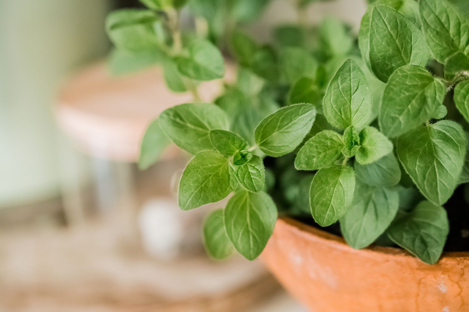 oregano detail