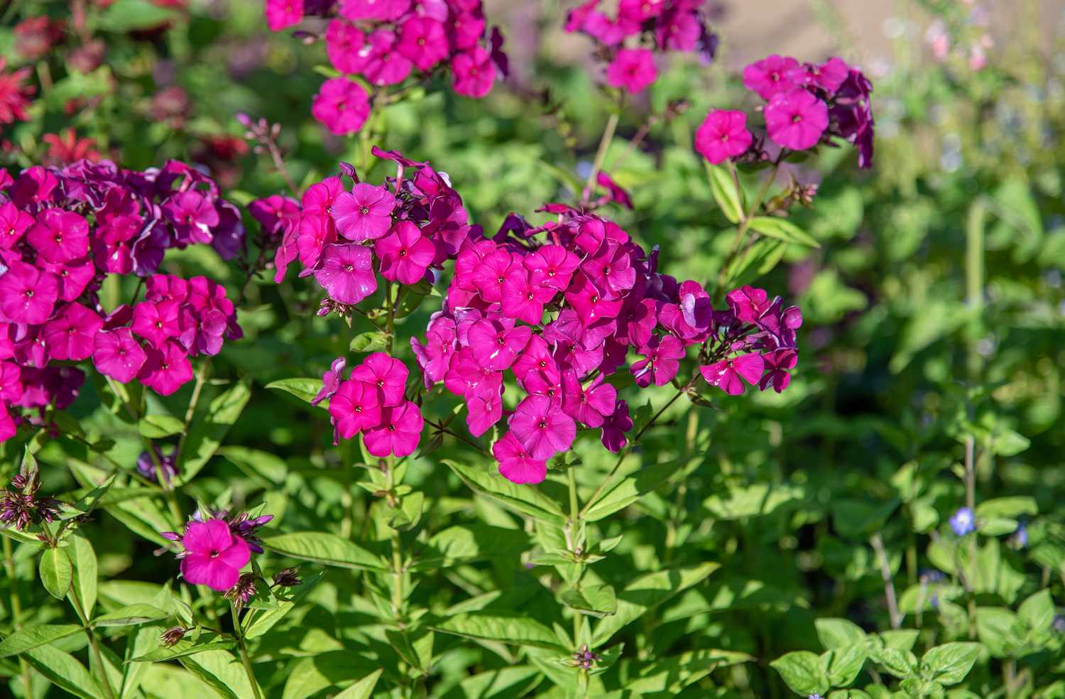 Gartenphlox mit rosafarbenen, runden Blüten an den Stielen