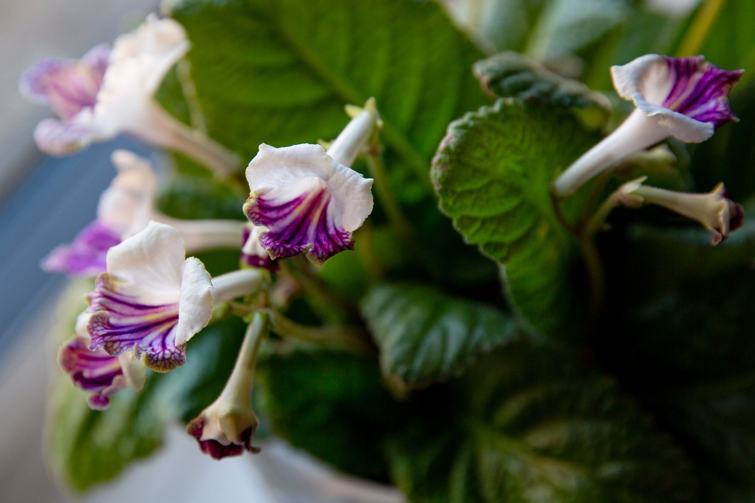 Streptocarpus-Pflanze mit weißen und violetten Lockenblüten und Blättern in Großaufnahme