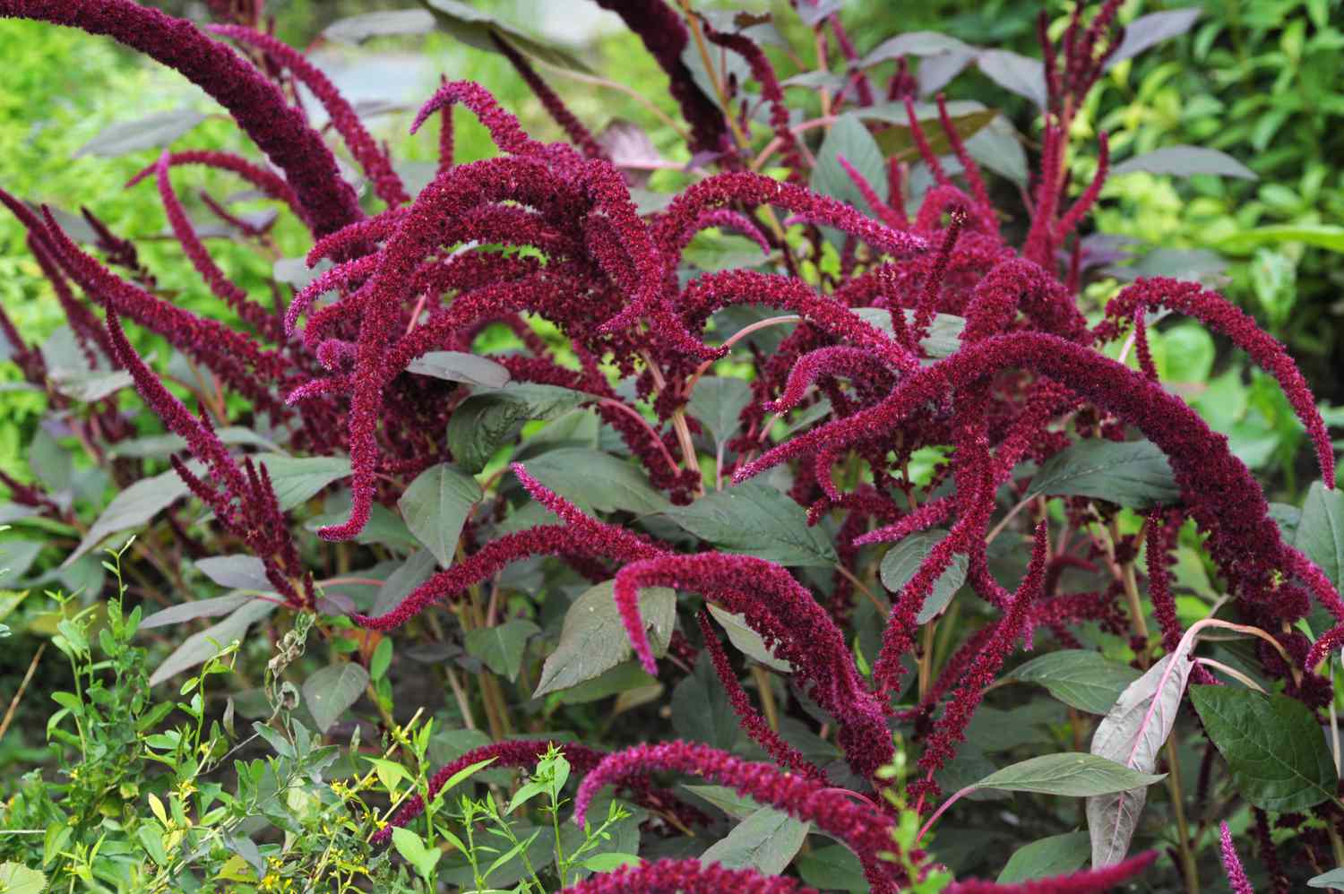 Amaranth mit magentafarbenen Blüten im Strauch in Nahaufnahme