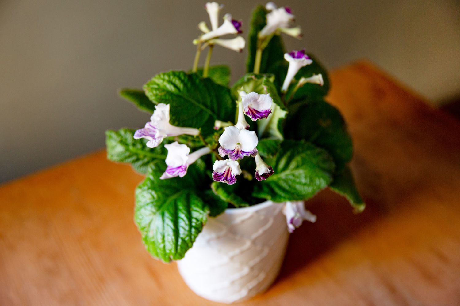 Planta de Streptocarpus en maceta blanca con flores blancas y moradas desde arriba