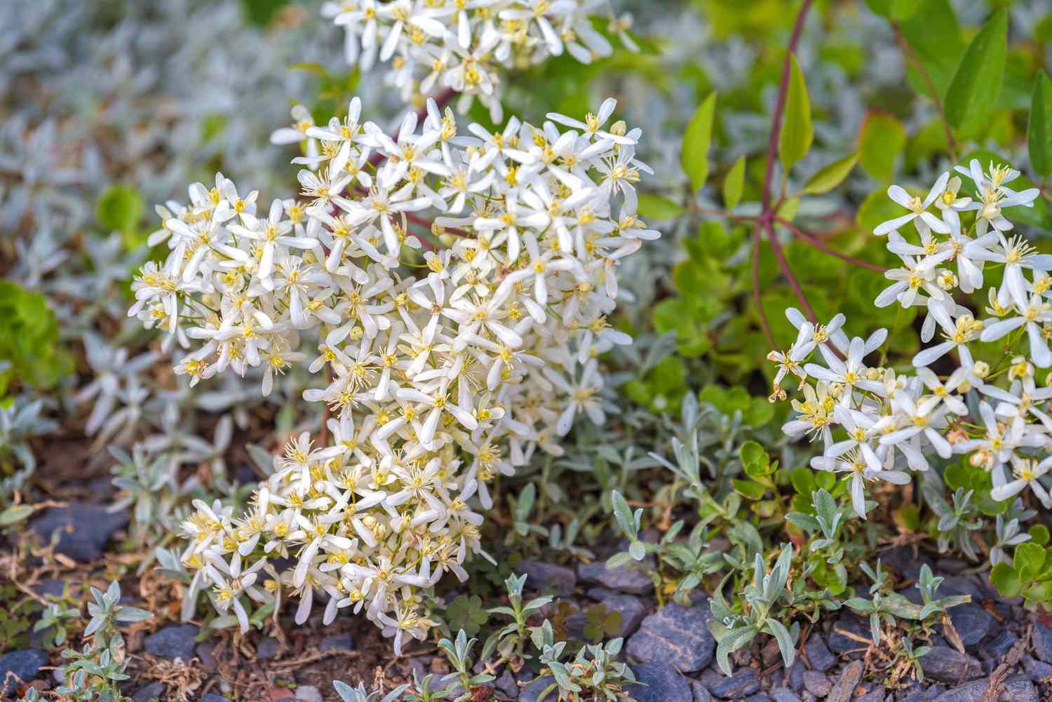Süße Herbstclemantis-Pflanze mit winzigen weißen Blüten, die in Bodennähe zusammenstehen