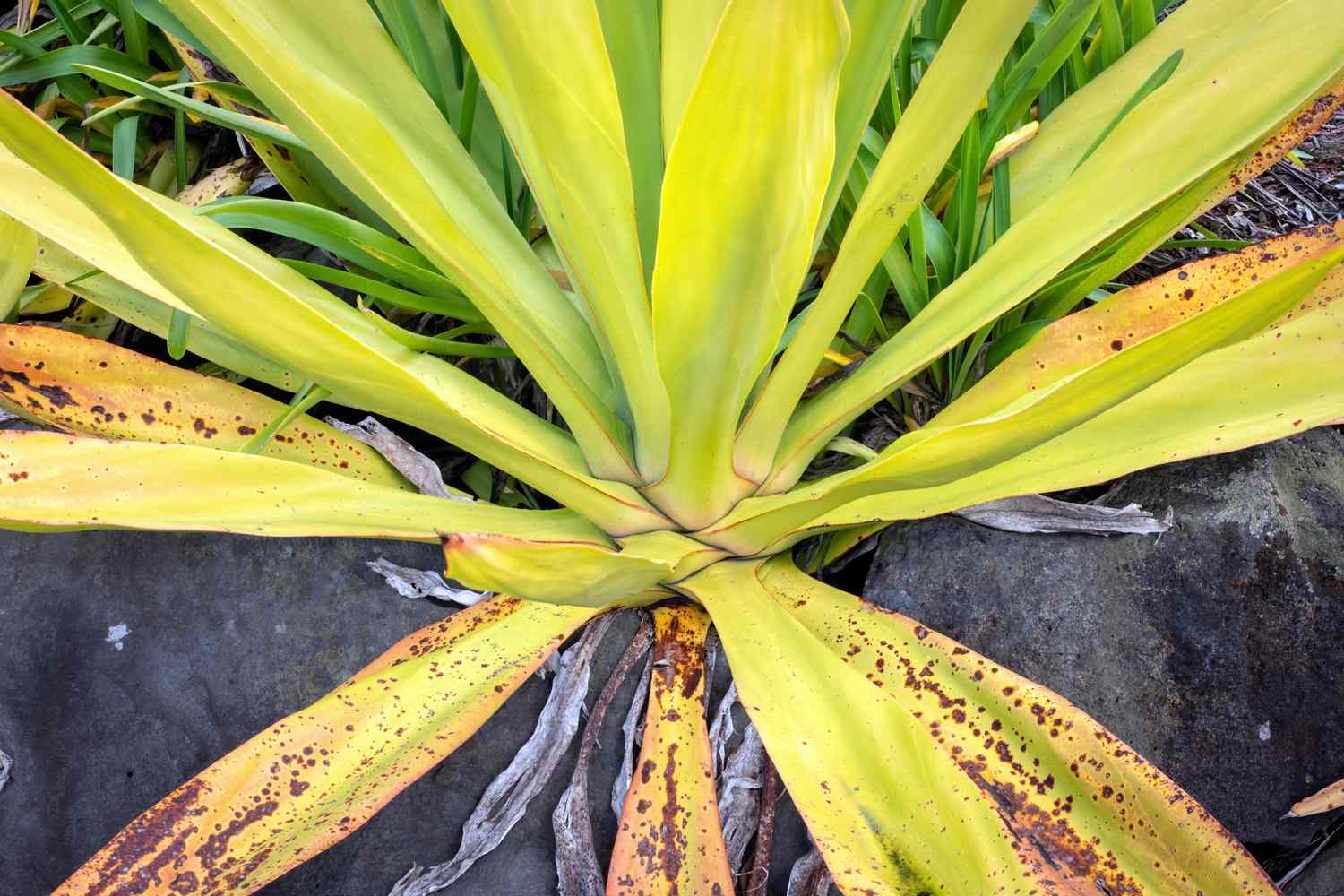 Mauritius hemp with yellow-green long leaves with brown spots closeup