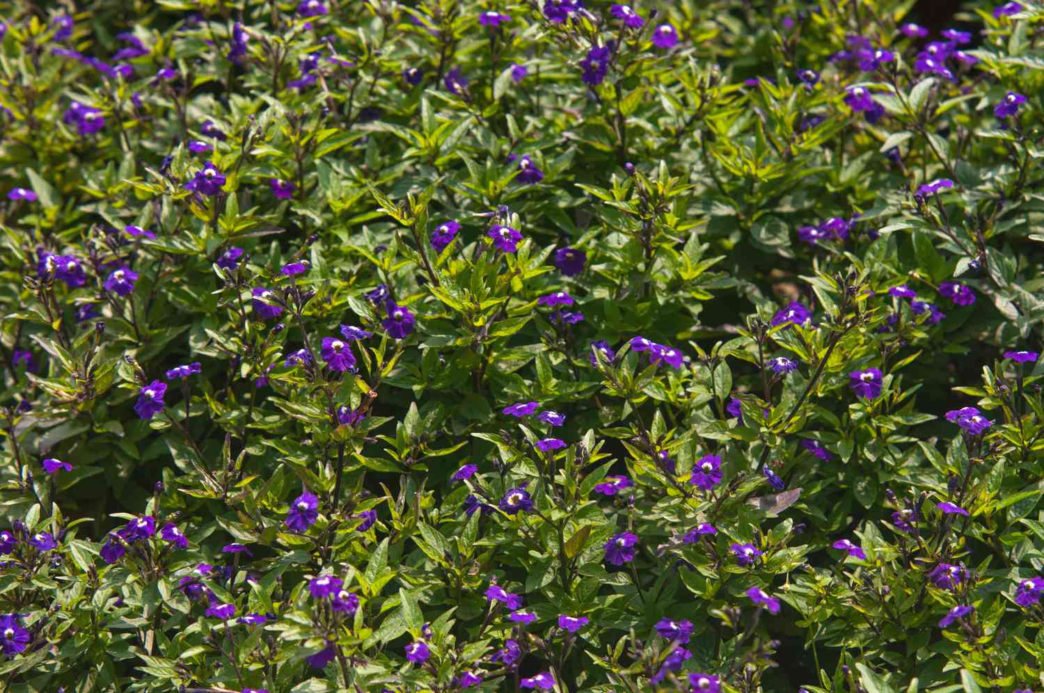 Browallia-Pflanze mit tiefvioletten Blüten auf hellgrünen Blattstielen im Sonnenlicht