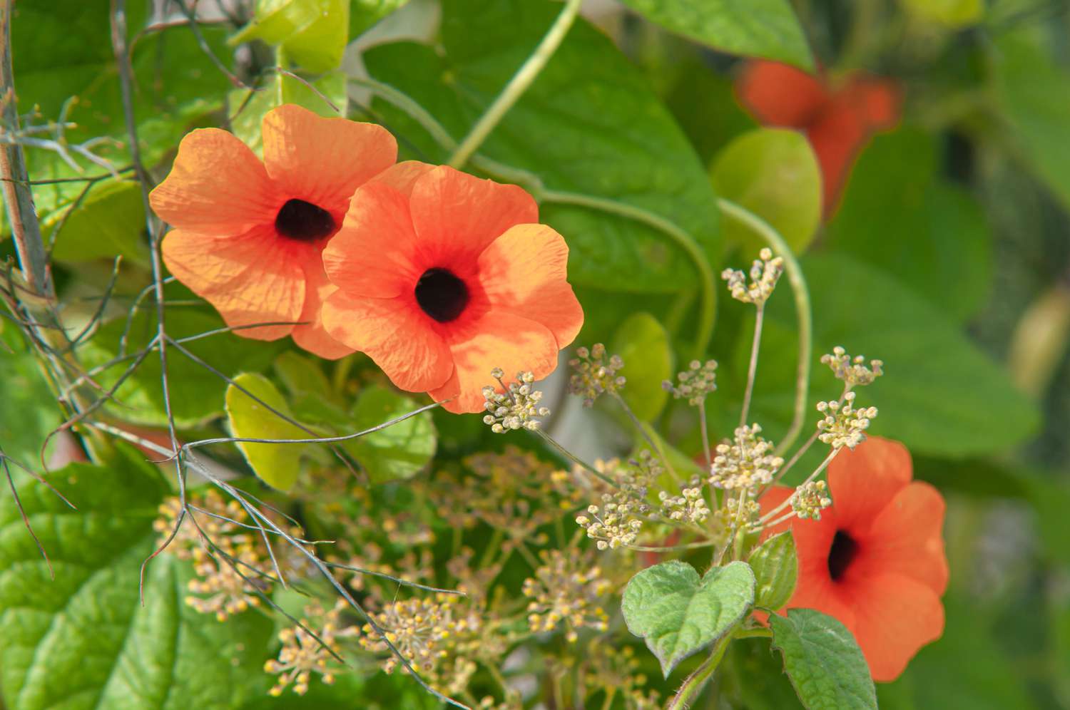 Schwarzäugige Susan-Rebe mit leuchtend orangefarbenen Blüten mit dunkler Mitte, umgeben von Blättern in Nahaufnahme