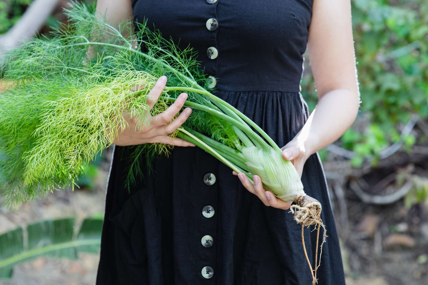 geernteter Fenchel