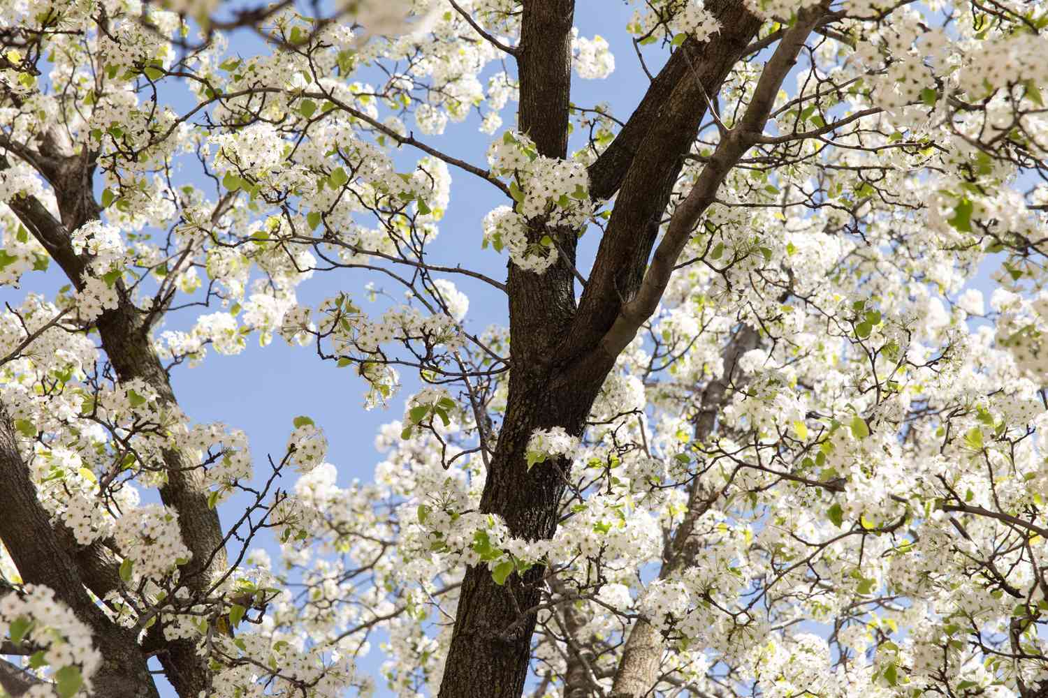 Kalley-Birnenbaumstamm umgeben von weißen Blüten an den Ästen