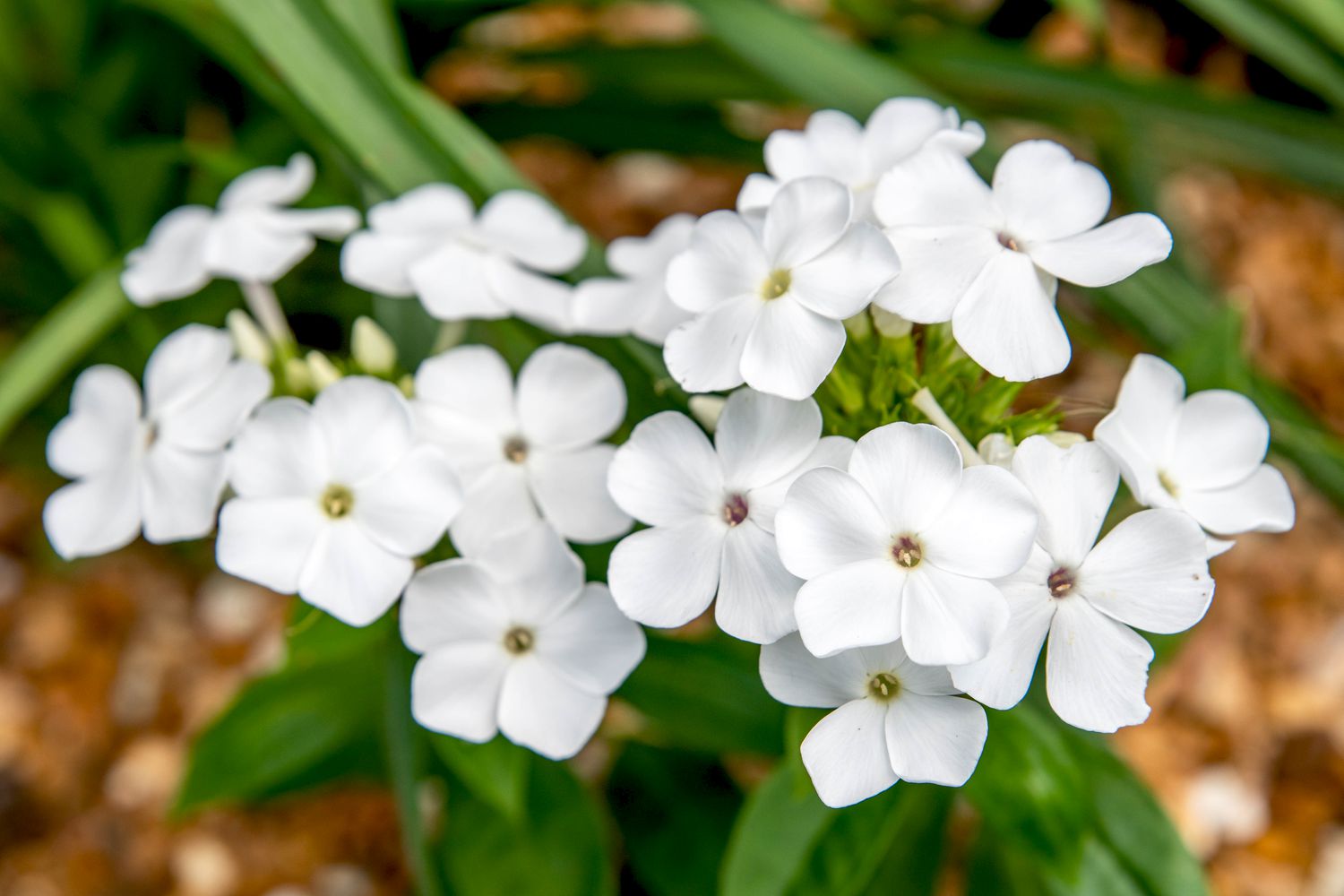 'David' garden phlox plant with small white flowers clustered together above leaves