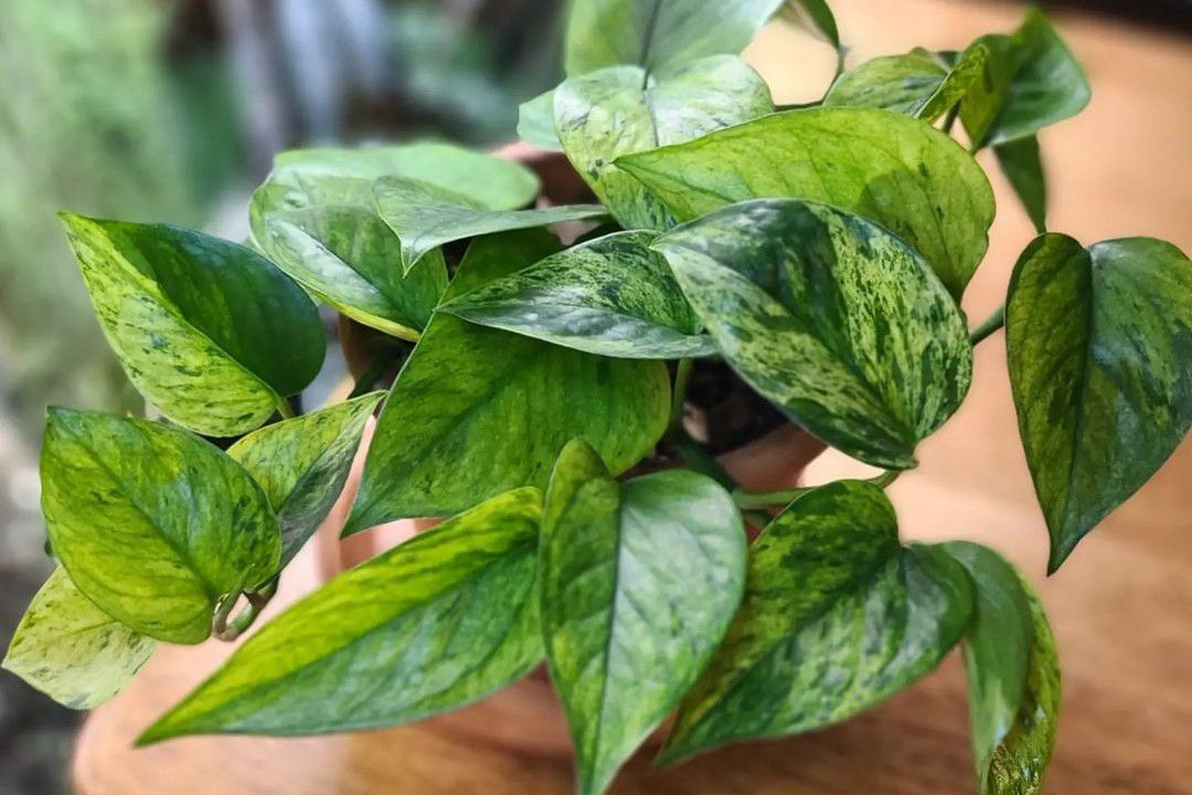 Eine Jessenia pothos in einem Terrakotta-Topf auf einem Holztisch.