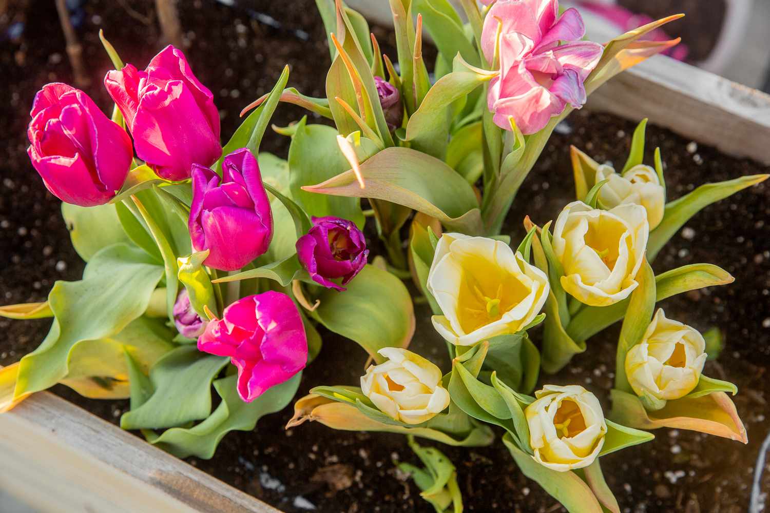 Bunte Tulpen mit cremefarbenen, rosa und fuchsiafarbenen Blütenblättern in einem Blumenkasten