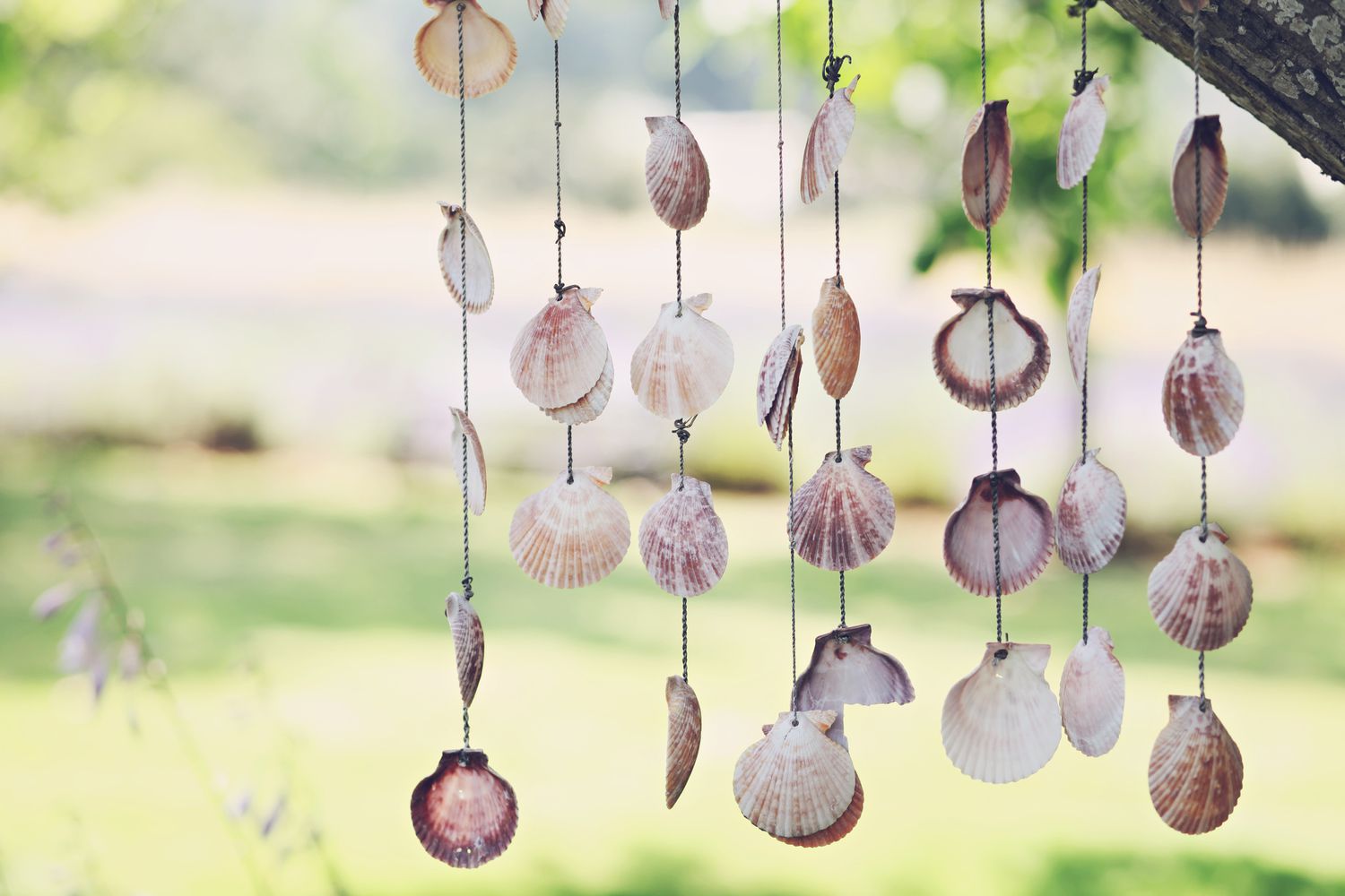 Muscheln an einer Schnur, die an einem Baum hängen. Niedliche Küstenwindspiele im Sommer.