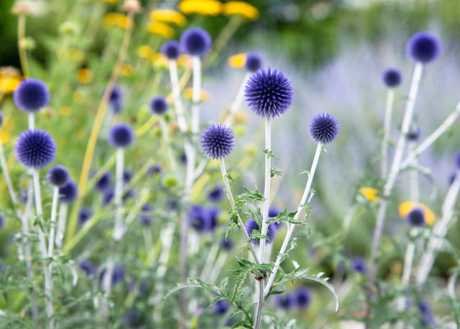 Planta de cardo globoso con flores esféricas y espigadas de color morado intenso