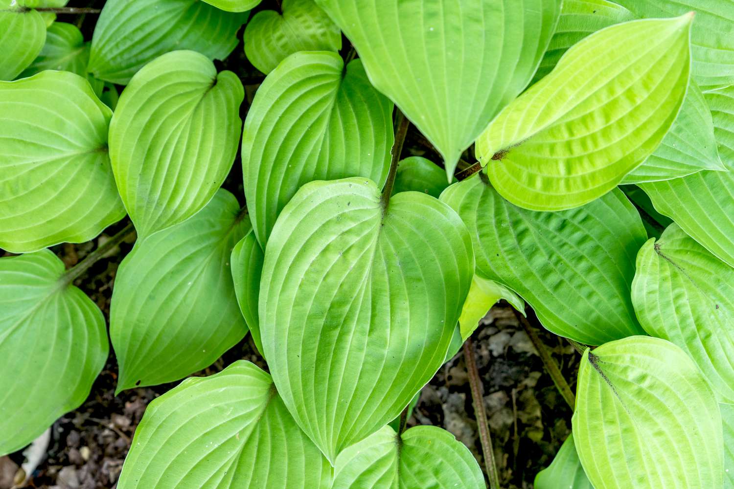 Feuerinsel-Hosta-Pflanze mit hellgrünen und gelb-grün gerippten Blättern in Nahaufnahme