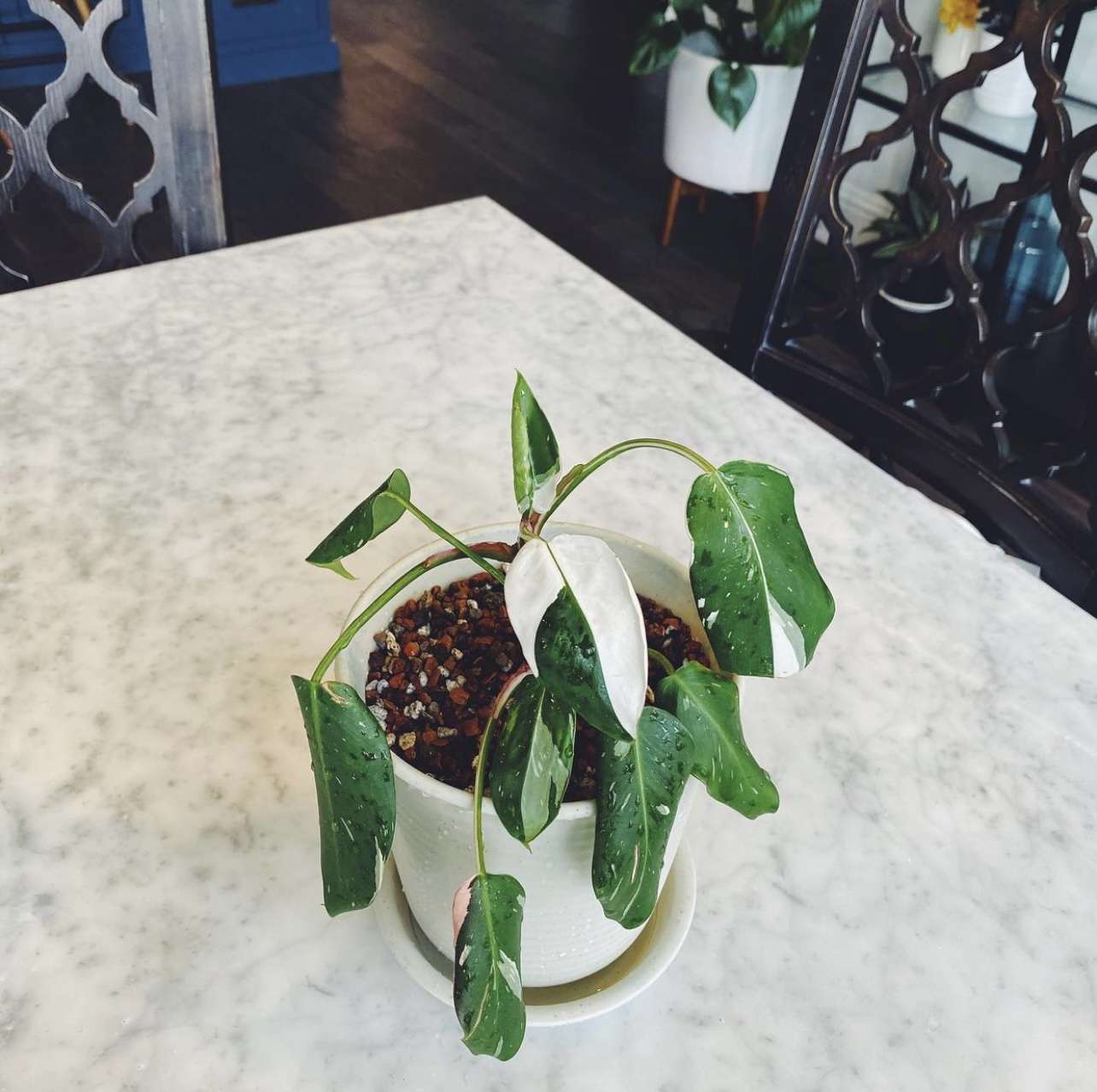 philodendron white princess with droopy leaves