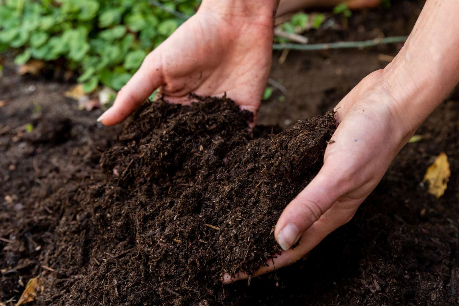 Tierra recogida del suelo a mano para la prueba de lombrices