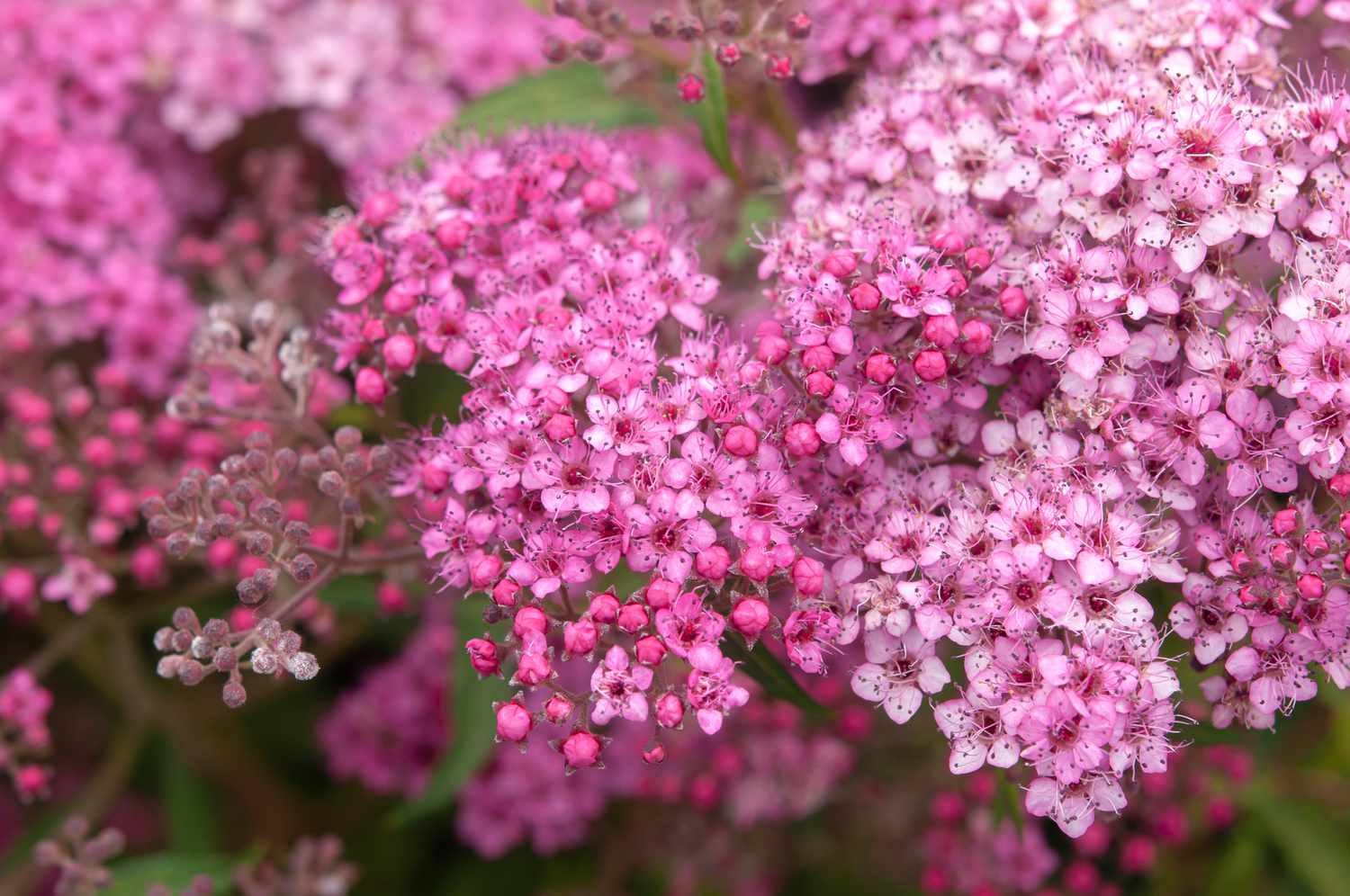 Spiraea shrub with pink flowers closeup