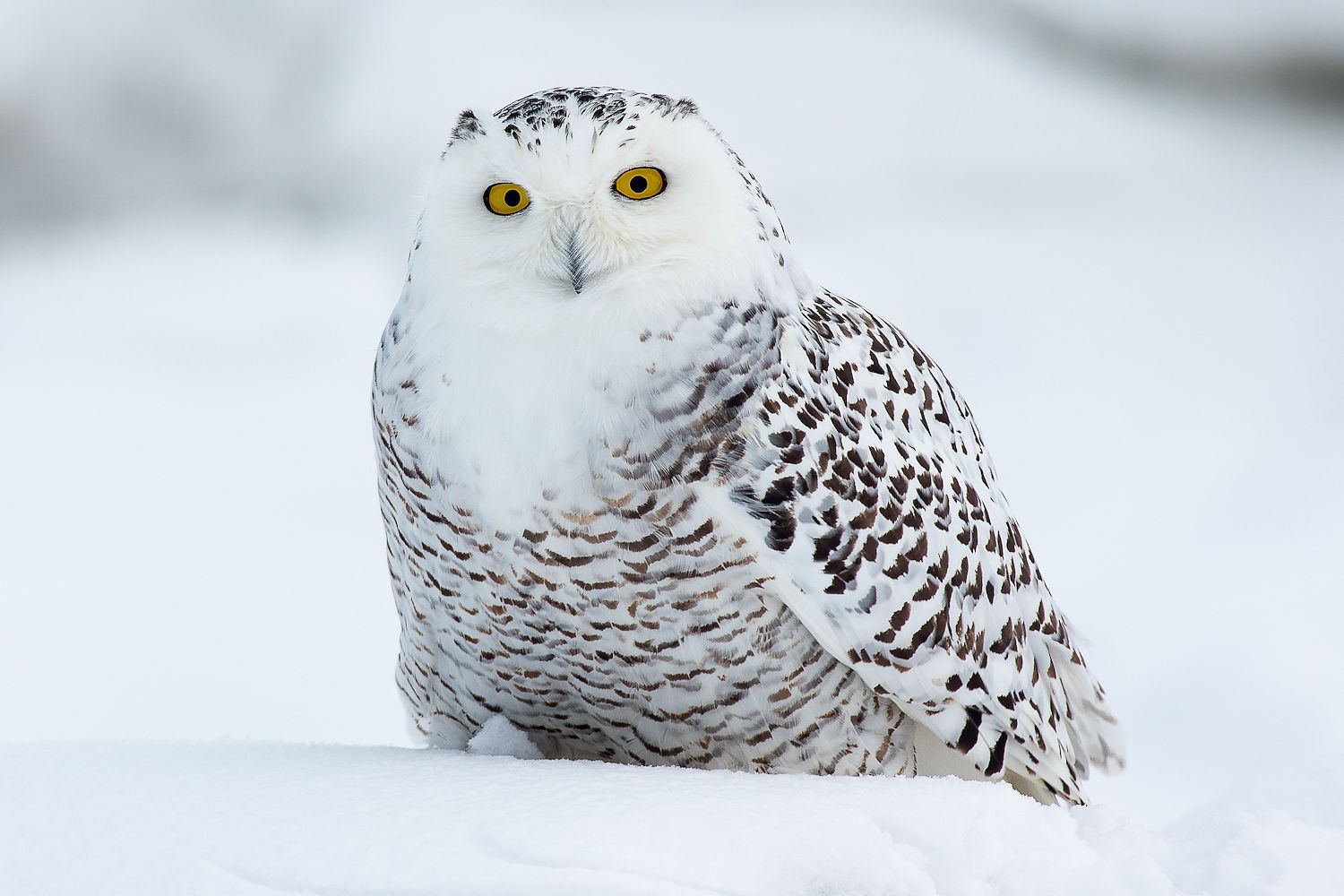 Snowy Owl