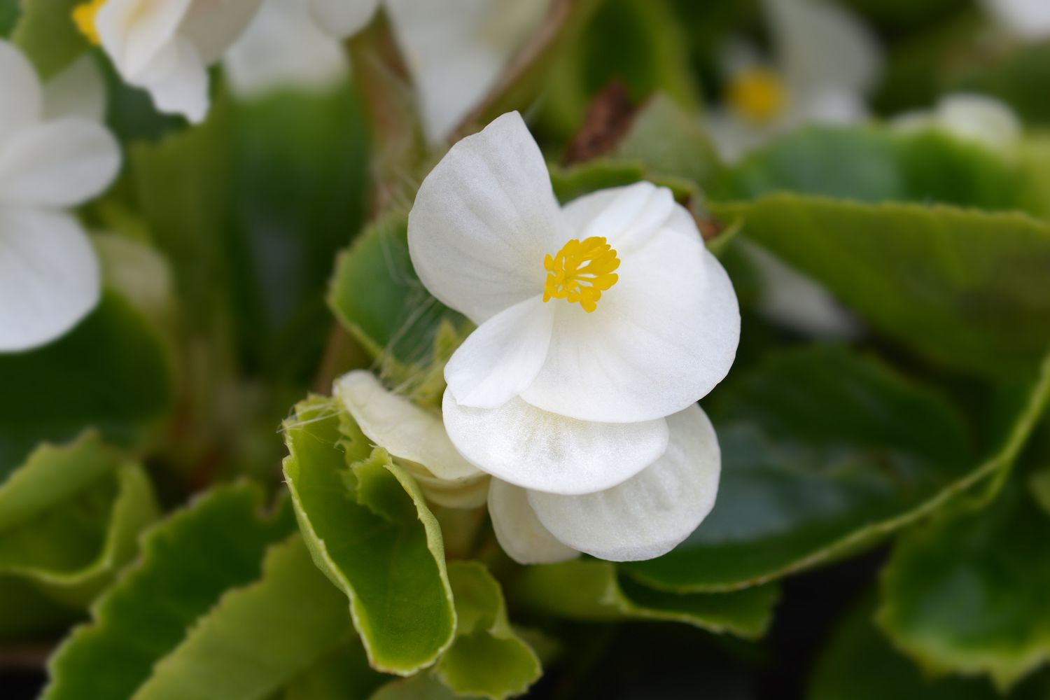 Wachsbegonie in Blüte