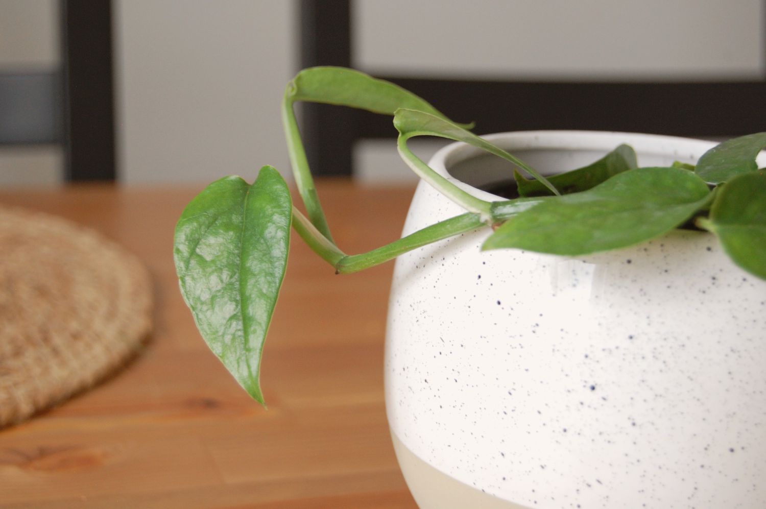 Drachenschwanz-Pothos (Epipremnum pinnatum) in einem weiß-beigen Topf auf einem Esstisch aus Holz.